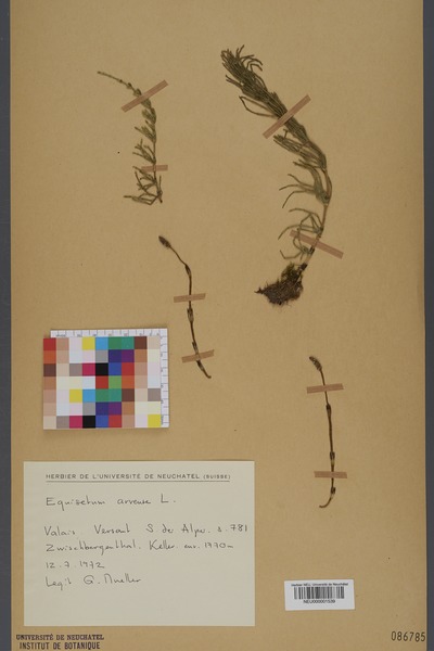 File:Neuchâtel Herbarium - Equisetum arvense - NEU000001539.tif
