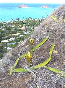 S. undatus shoots overlooking Lanikai and Na Mokulua, Oahu, Hawaii. Night Flowering Cereus Lanikai.JPG