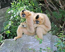 Female adults at the Cincinnati Zoo Nomascus gabriellae 25.JPG