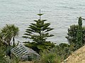 Norfolk Island Pine on the Garrison, St Mary's, Scilly - geograph.org.uk - 2601136.jpg