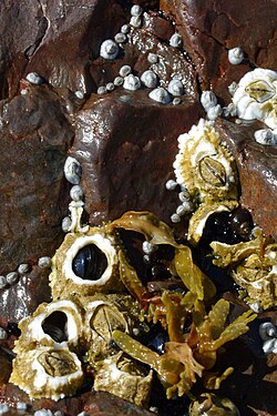 Barnacles (Cirripedia)