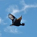 In flight, showing white inner vanes to remiges