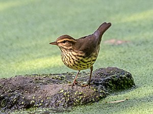 Northern waterthrush in Central Park (14717).jpg