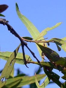 میکروکارپای Notelaea Burrendong.JPG