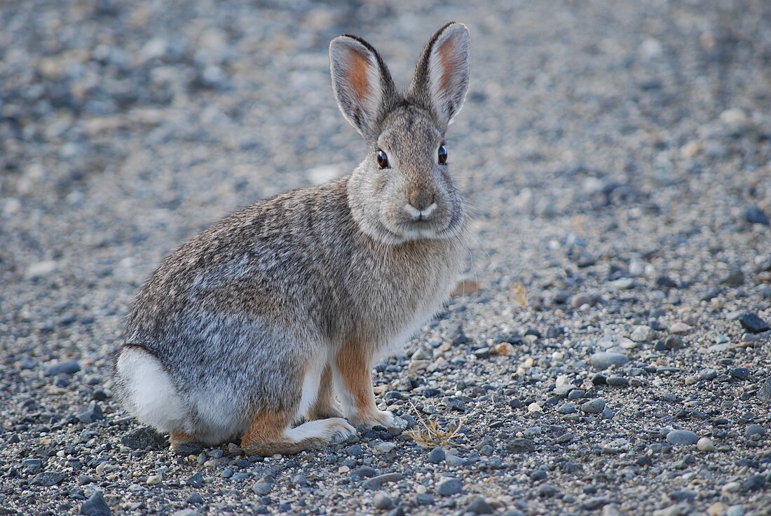 Sylvilagus nuttallii