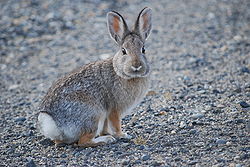 Nuttall's Cottontail (Sylvilagus nuttallii).jpg