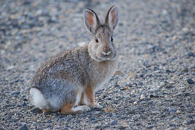 File:Nuttall's_Cottontail_(Sylvilagus_nuttallii).jpg