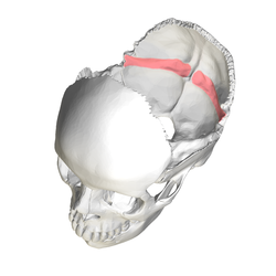 Occipital bone - Groove for transverse sinus4.png