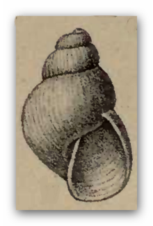 Odostomia electa 001.png