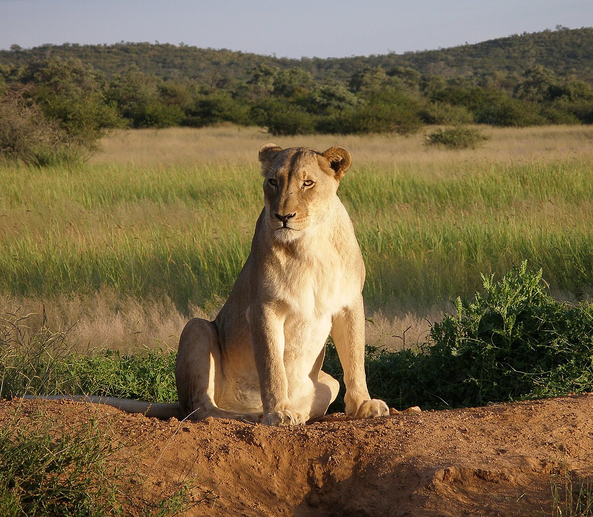 lioness - Wiktionary