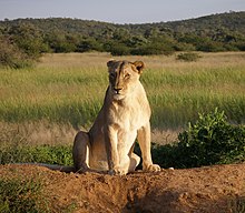 A female (lioness) in Okonjima