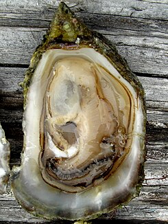 Olympia oyster.jpg