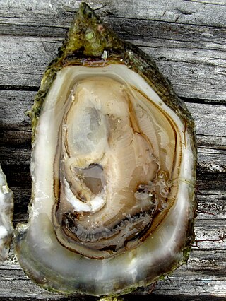 <i>Ostrea conchaphila</i> Species of bivalve