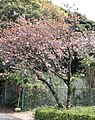 P182 大村桜 Omurazakura 全体の写真