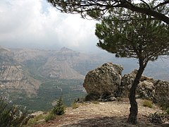 Cedars on the Amafroun mountain range.