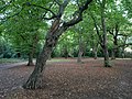 Area of Epping Forest by Walthamstow.