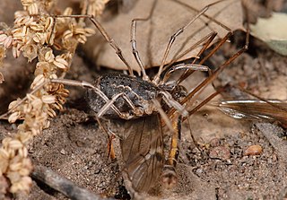 <i>Protolophus singularis</i> Species of harvestman/daddy longlegs