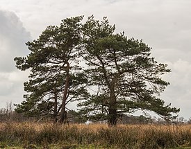 Metsämänty (Pinus sylvestris)