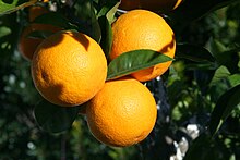 Orange sans acidité — Wikipédia