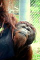 Orangutan featured in Cameron Park Zoo's Asian Forest exhibit.