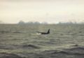 Orca im Tysfjord in der Abenddämmerung