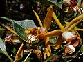 Coelogyne radioferens flowers