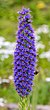 Orgullo de Madeira (Echium candicans), Madeira, Portugal, 2019-05-28, DD 32.jpg