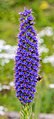 * Nomination Pride of Madeira (Echium candicans), Madeira, Portugal --Poco a poco 07:04, 21 May 2020 (UTC) * Promotion  Support Good quality. --Aristeas 07:40, 21 May 2020 (UTC)