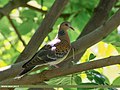 Oriental Turtle Dove (Streptopelia orientalis) (42042150550).jpg