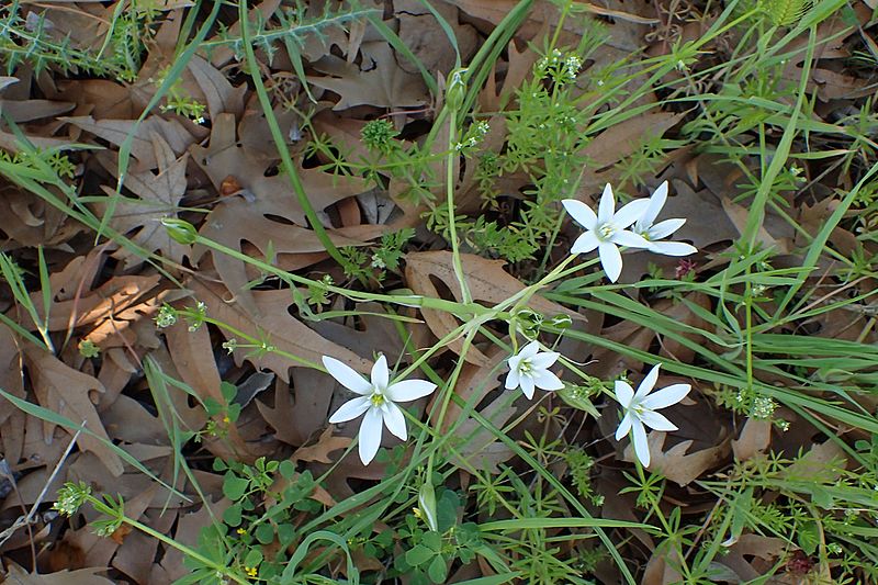 File:Ornithogalum divergens kz7.jpg