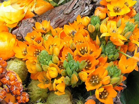 Ornithogalum dubium.jpg