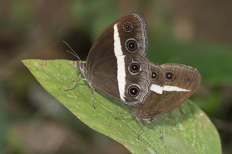 File:Orsotriaena medus mandata-Kadavoor-2016-02-07-002.jpg