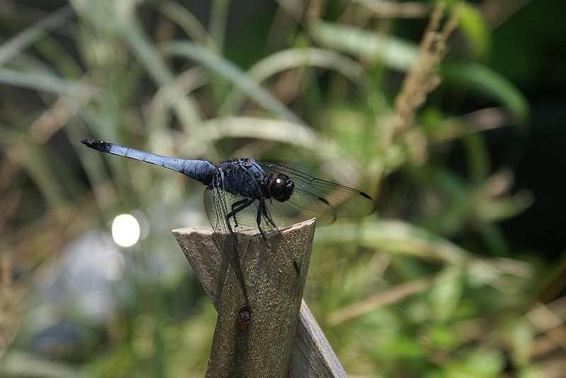 File:Orthetrum triangulare.jpg