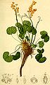 Atlas der Alpenflora (1882)