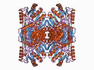 ALDH1A1 Protein-coding gene in the species Homo sapiens