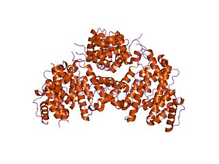 Fimbrin protein-coding gene in the species Homo sapiens