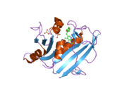 1u71: Understanding the Role of Leu22 Variants in Methotrexate Resistance: Comparison of Wild-type and Leu22Arg Variant Mouse and Human Dihydrofolate Reductase Ternary Crystal Complexes with Methotrexate and NADPH