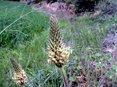 A Torà (Segarra - Catalunya)