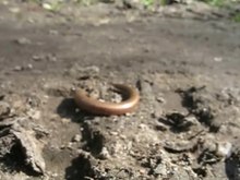 ملف:PL SuperMarker Anguis fragilis (Slow worm) rejected tail.ogv