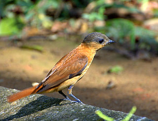 <span class="mw-page-title-main">Crested becard</span> Species of bird