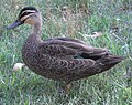 Pacific Black Duck (Anas superciliosa) Royal National Park