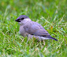 A juvenile in Hawaii with a black/dark-grey beak Padda oryzivora -University of Hawaii at Manoa campus, Honolulu, Hawaii, USA -juvenile-8-4c.jpg