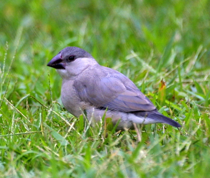 File:Padda oryzivora -University of Hawaii at Manoa campus, Honolulu, Hawaii, USA -juvenile-8-4c.jpg