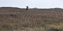 A Spanish Dagger (Yucca treculeana) growing in the grassland of Padre Island National Seashore (26 November 2011) Padre Island National Seashore, Kleberg County, Texas, USA (26 November 2011).jpg