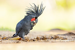 Palm Cockatoo 0A2A7769.jpg