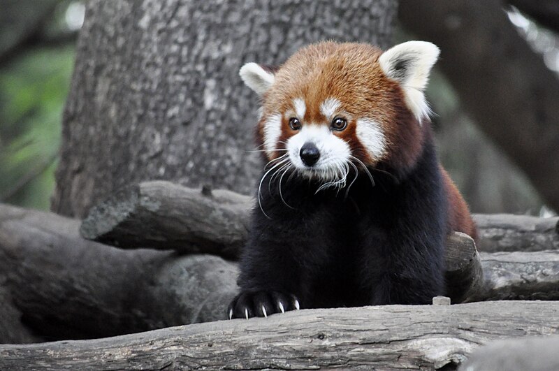 File:Panda rojo en el zoo de Jerez.jpg