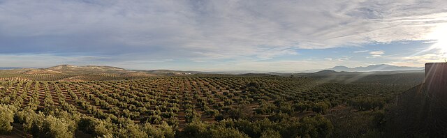 View of an olive grove, at the north of Jaén.