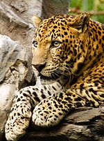 Thumbnail for Javan leopard