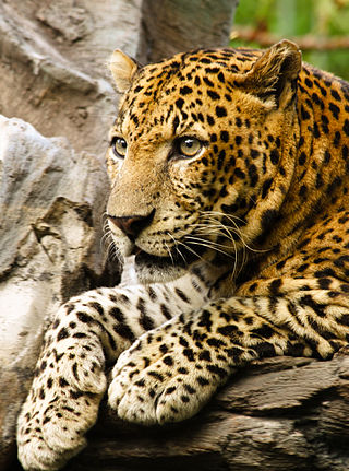 <span class="mw-page-title-main">Javan leopard</span> Subspecies of leopard