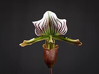 Paphiopedilum lawrenceanum